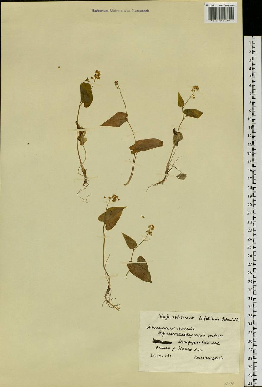 Maianthemum bifolium (L.) F.W.Schmidt, Siberia, Western Siberia (S1) (Russia)