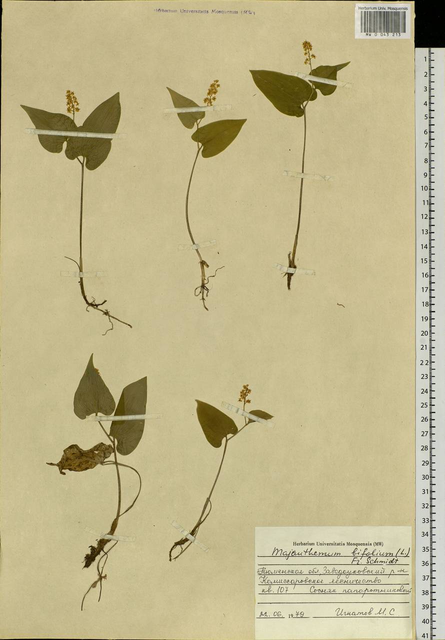 Maianthemum bifolium (L.) F.W.Schmidt, Siberia, Western Siberia (S1) (Russia)