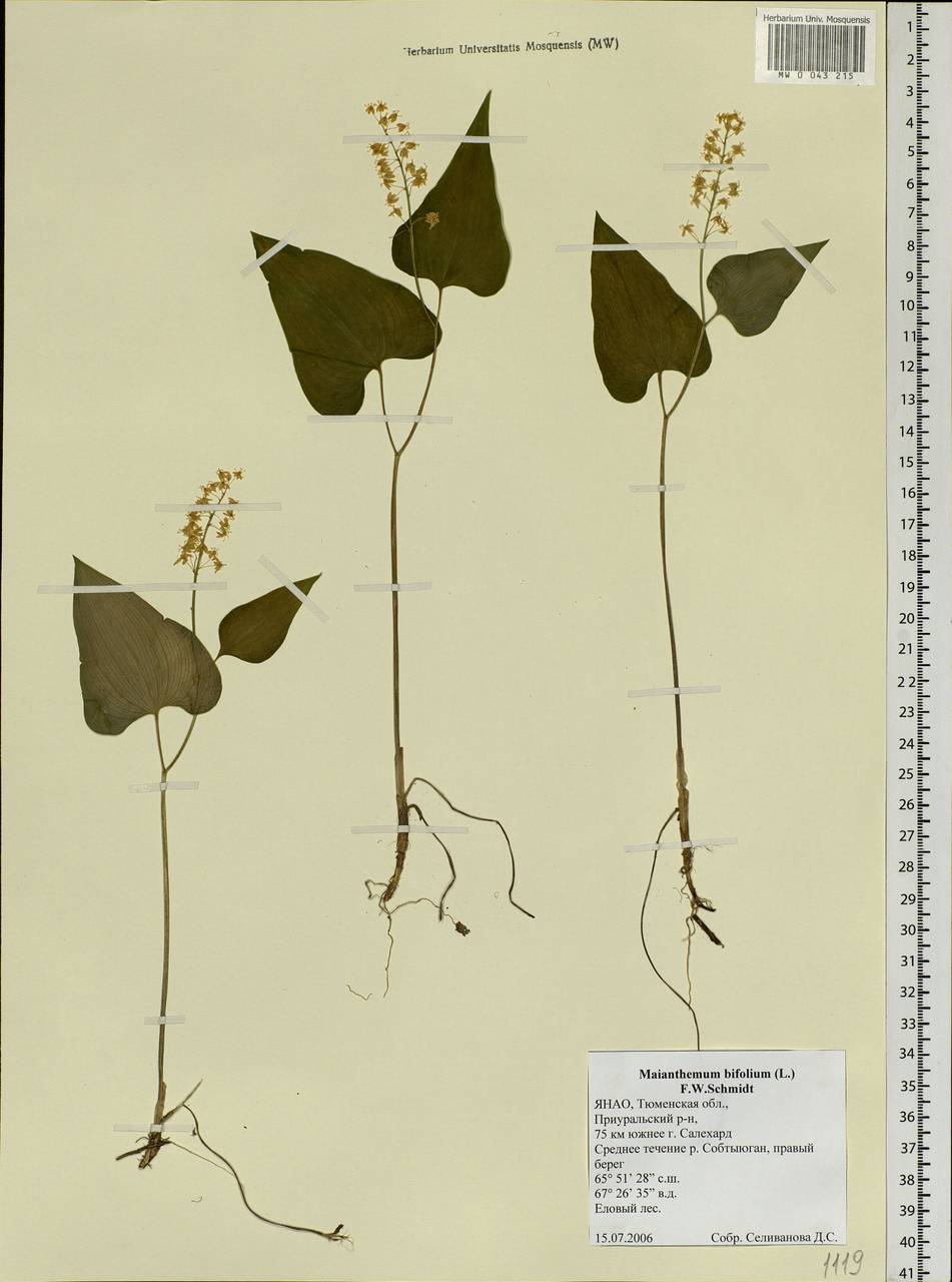 Maianthemum bifolium (L.) F.W.Schmidt, Siberia, Western Siberia (S1) (Russia)