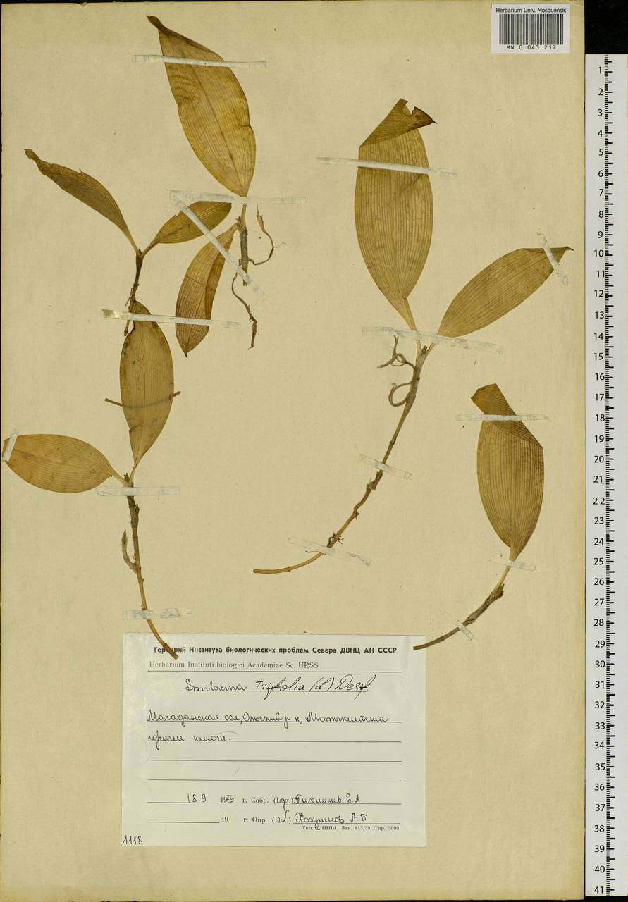 Maianthemum trifolium (L.) Sloboda, Siberia, Chukotka & Kamchatka (S7) (Russia)