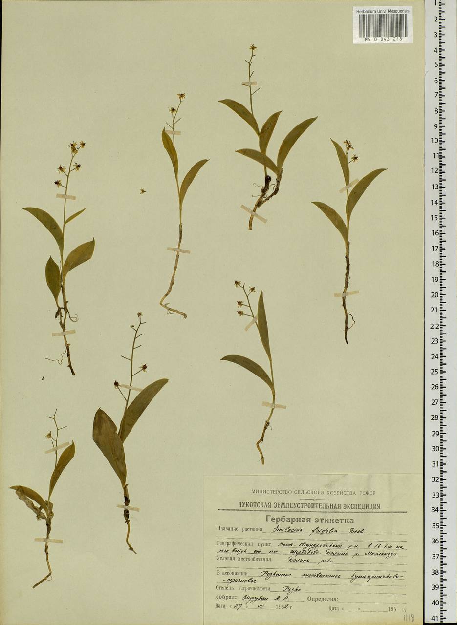 Maianthemum trifolium (L.) Sloboda, Siberia, Chukotka & Kamchatka (S7) (Russia)