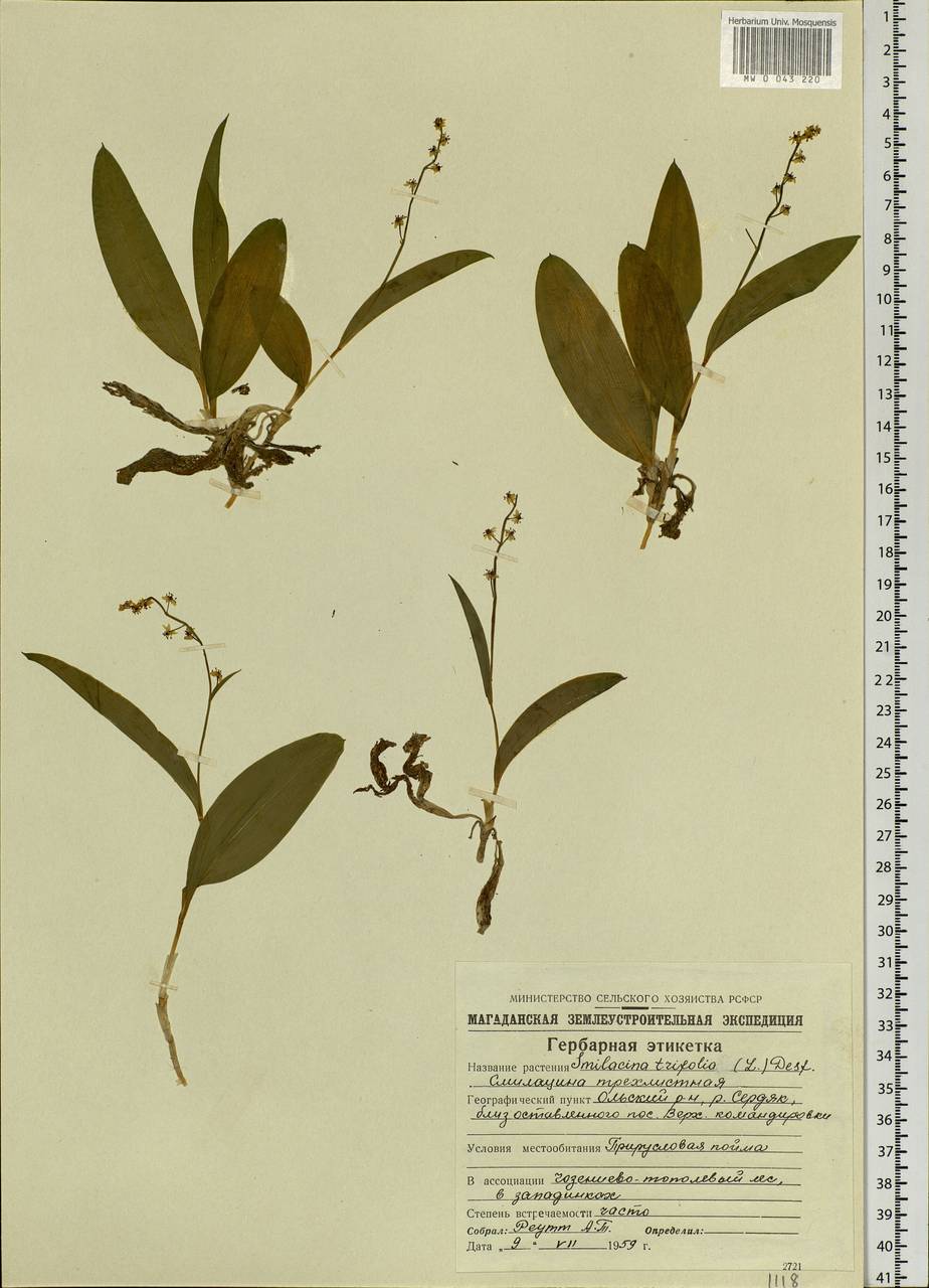 Maianthemum trifolium (L.) Sloboda, Siberia, Chukotka & Kamchatka (S7) (Russia)