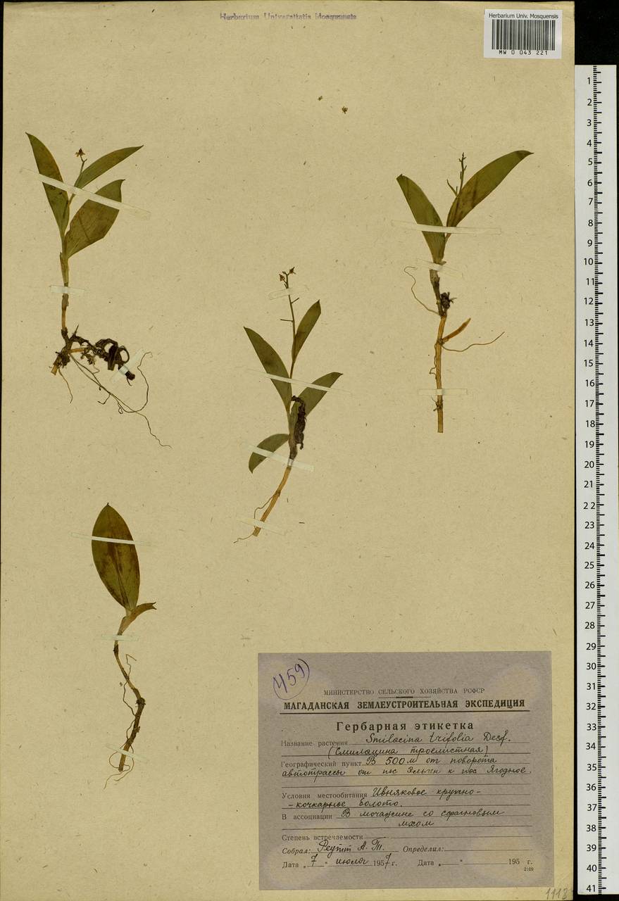 Maianthemum trifolium (L.) Sloboda, Siberia, Chukotka & Kamchatka (S7) (Russia)