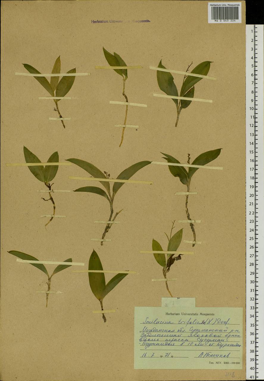 Maianthemum trifolium (L.) Sloboda, Siberia, Chukotka & Kamchatka (S7) (Russia)