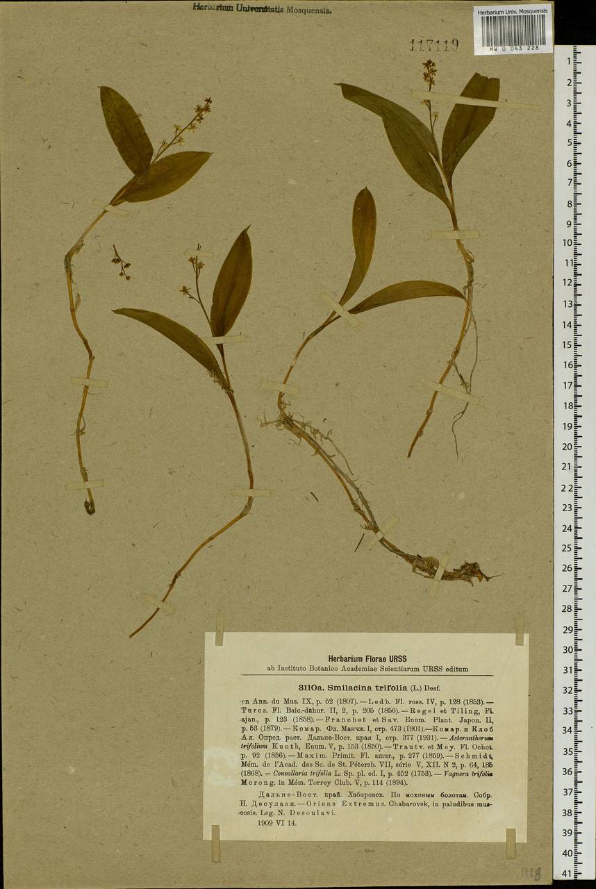 Maianthemum trifolium (L.) Sloboda, Siberia, Russian Far East (S6) (Russia)