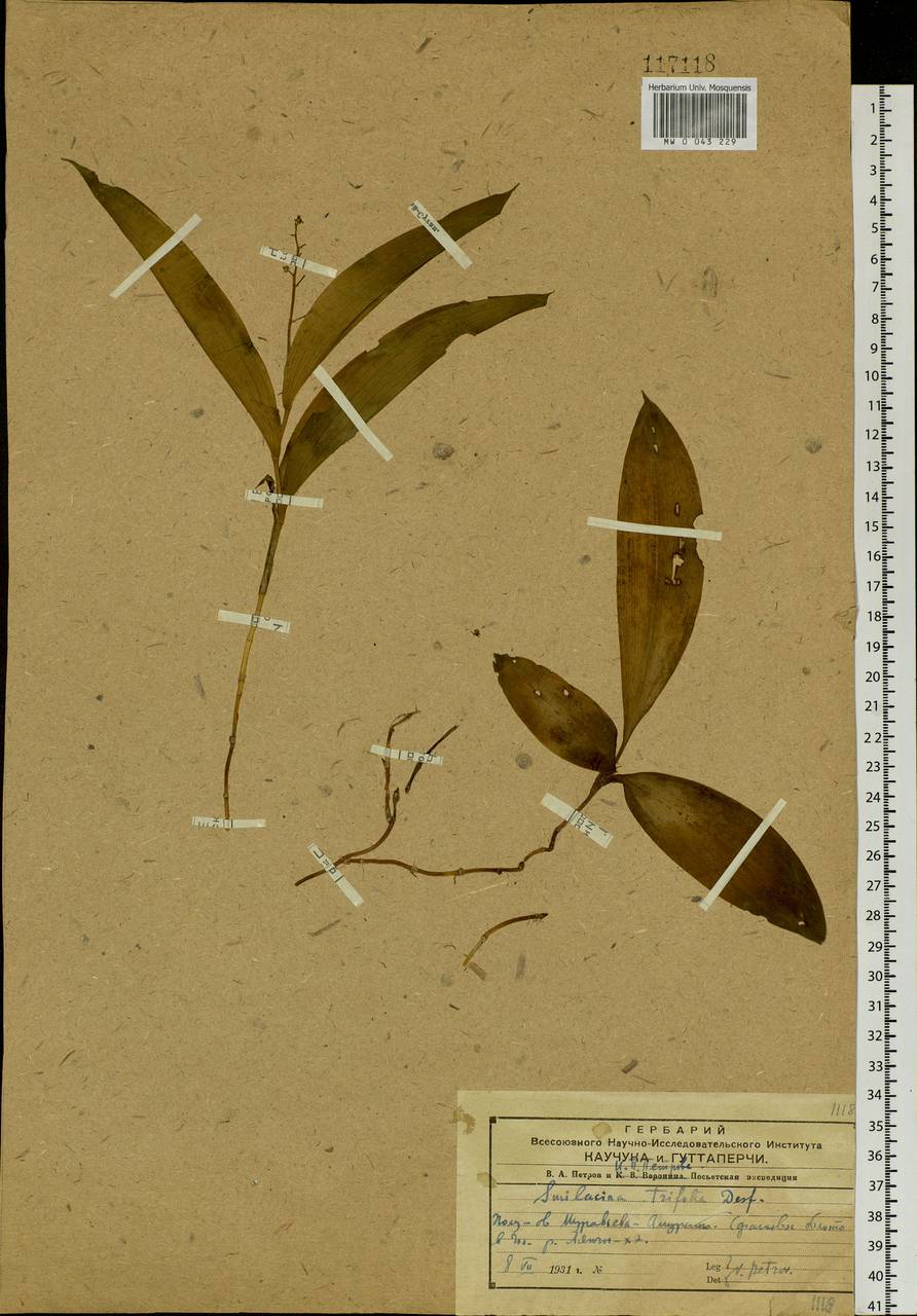 Maianthemum trifolium (L.) Sloboda, Siberia, Russian Far East (S6) (Russia)