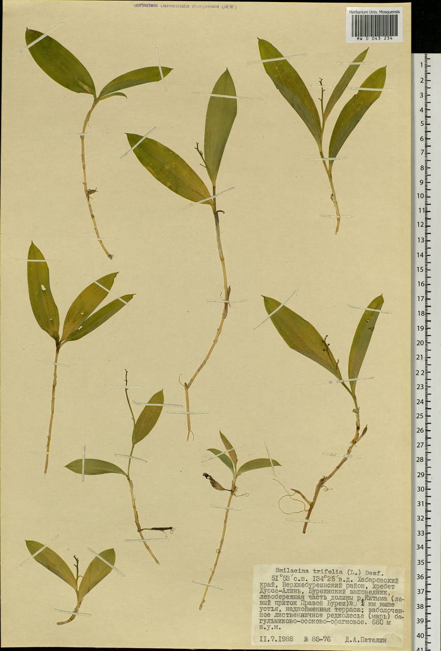 Maianthemum trifolium (L.) Sloboda, Siberia, Russian Far East (S6) (Russia)