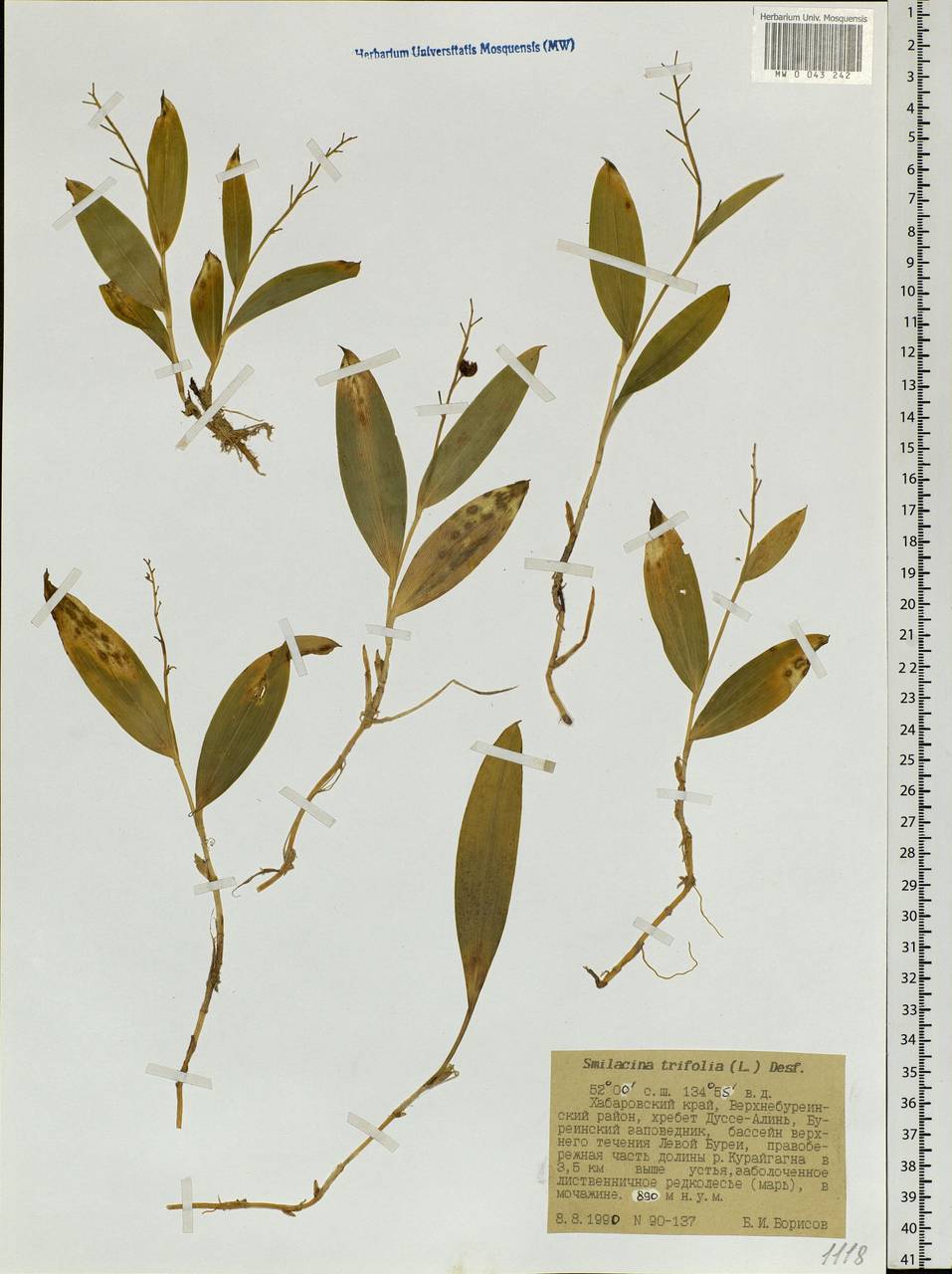Maianthemum trifolium (L.) Sloboda, Siberia, Russian Far East (S6) (Russia)