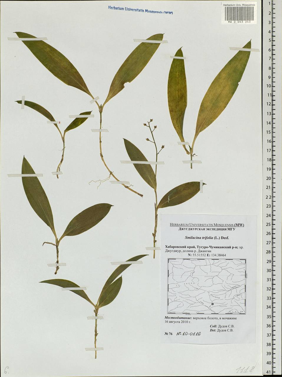 Maianthemum trifolium (L.) Sloboda, Siberia, Russian Far East (S6) (Russia)