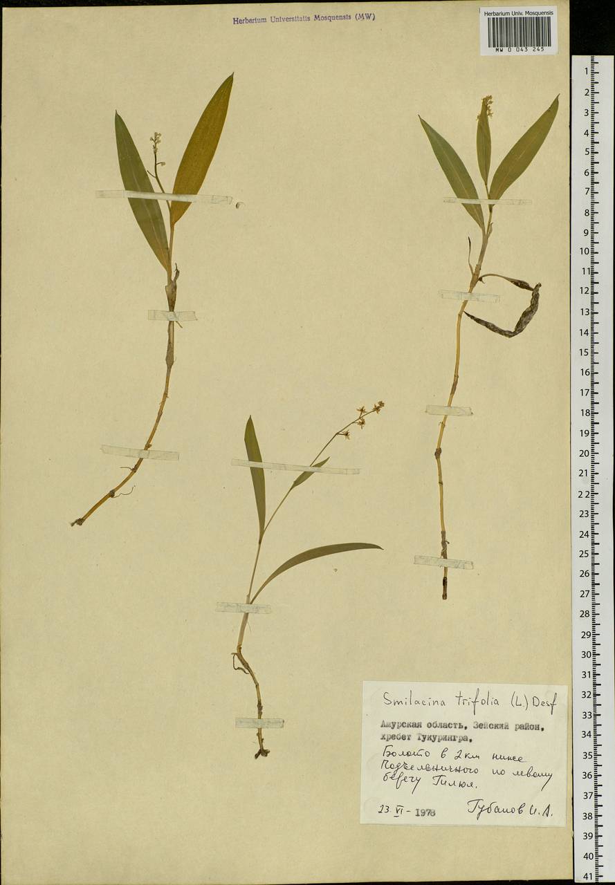 Maianthemum trifolium (L.) Sloboda, Siberia, Russian Far East (S6) (Russia)