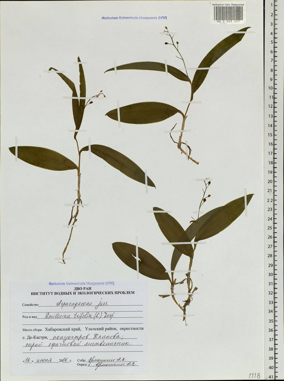 Maianthemum trifolium (L.) Sloboda, Siberia, Russian Far East (S6) (Russia)