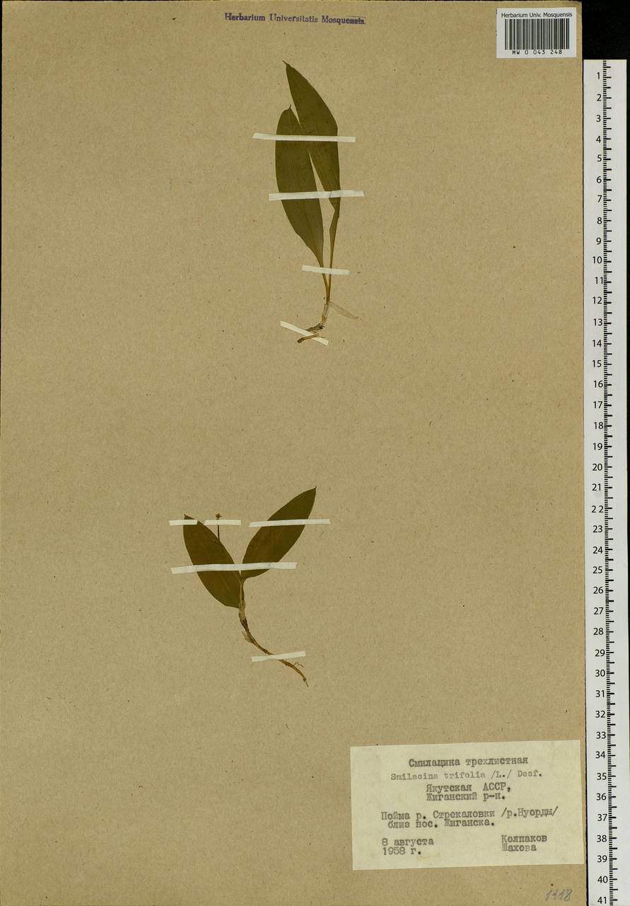 Maianthemum trifolium (L.) Sloboda, Siberia, Yakutia (S5) (Russia)