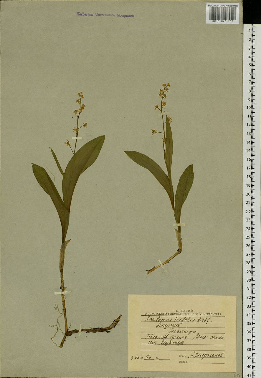 Maianthemum trifolium (L.) Sloboda, Siberia, Yakutia (S5) (Russia)