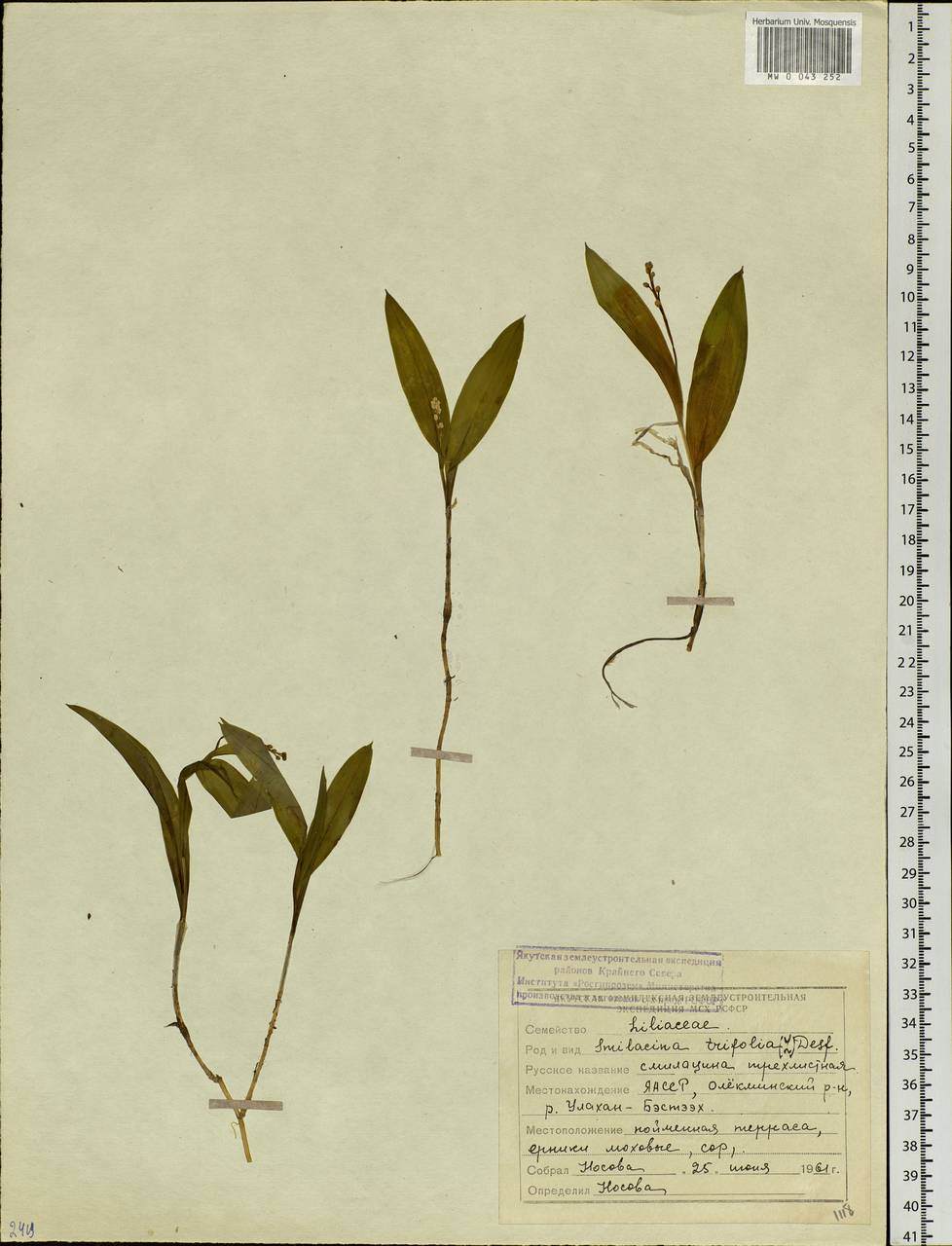 Maianthemum trifolium (L.) Sloboda, Siberia, Yakutia (S5) (Russia)
