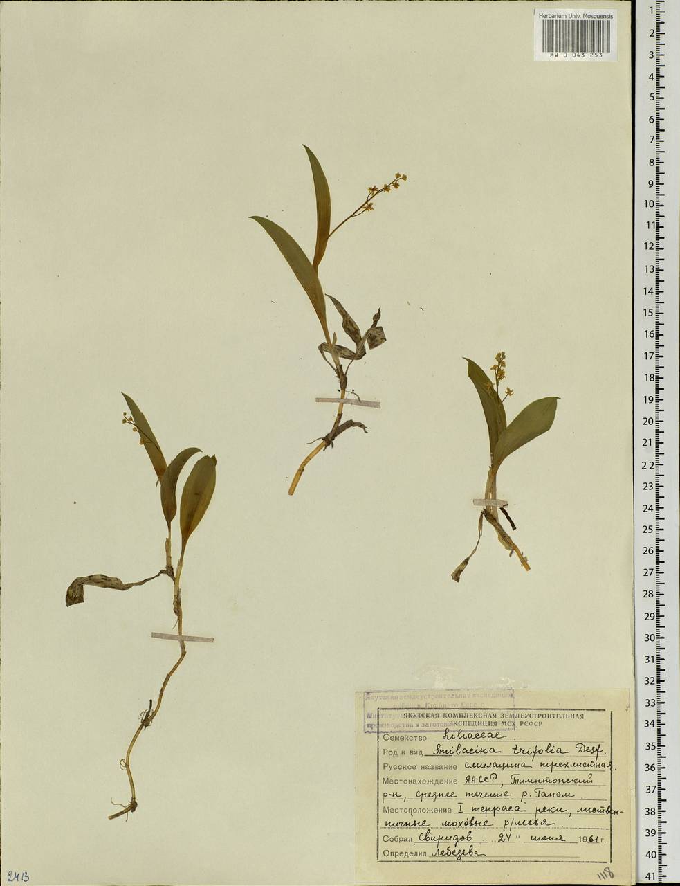 Maianthemum trifolium (L.) Sloboda, Siberia, Yakutia (S5) (Russia)