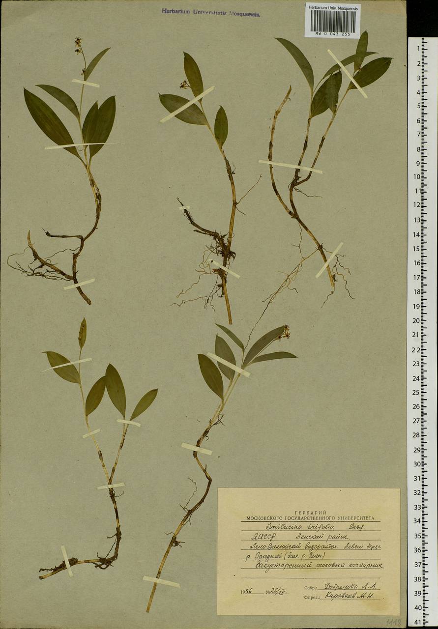 Maianthemum trifolium (L.) Sloboda, Siberia, Yakutia (S5) (Russia)