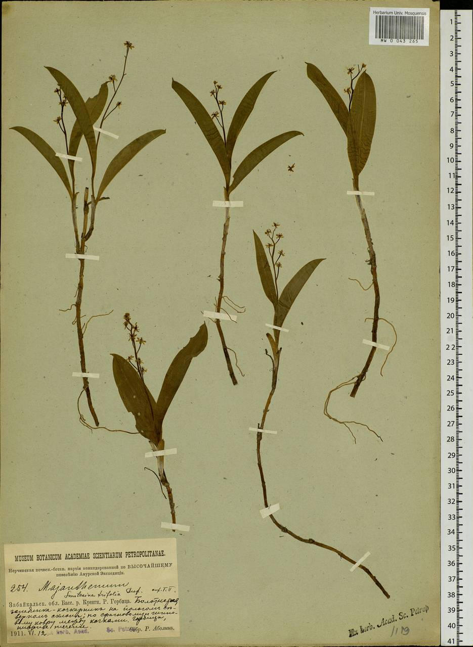 Maianthemum trifolium (L.) Sloboda, Siberia, Baikal & Transbaikal region (S4) (Russia)
