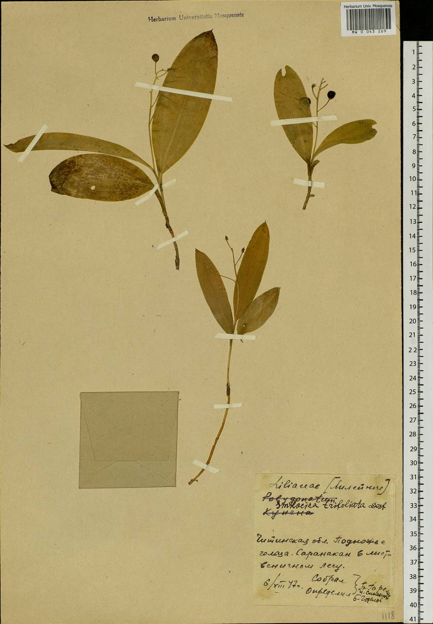 Maianthemum trifolium (L.) Sloboda, Siberia, Baikal & Transbaikal region (S4) (Russia)