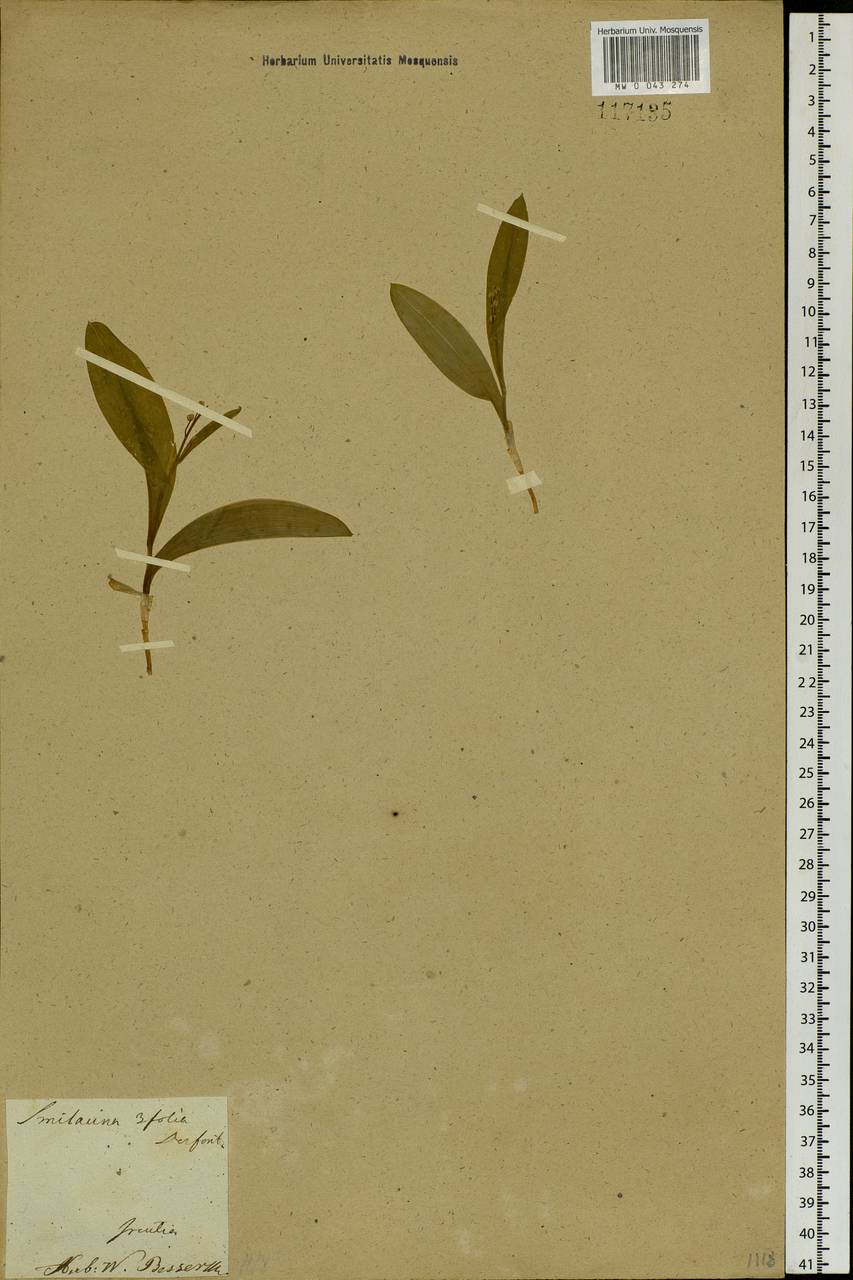 Maianthemum trifolium (L.) Sloboda, Siberia, Baikal & Transbaikal region (S4) (Russia)