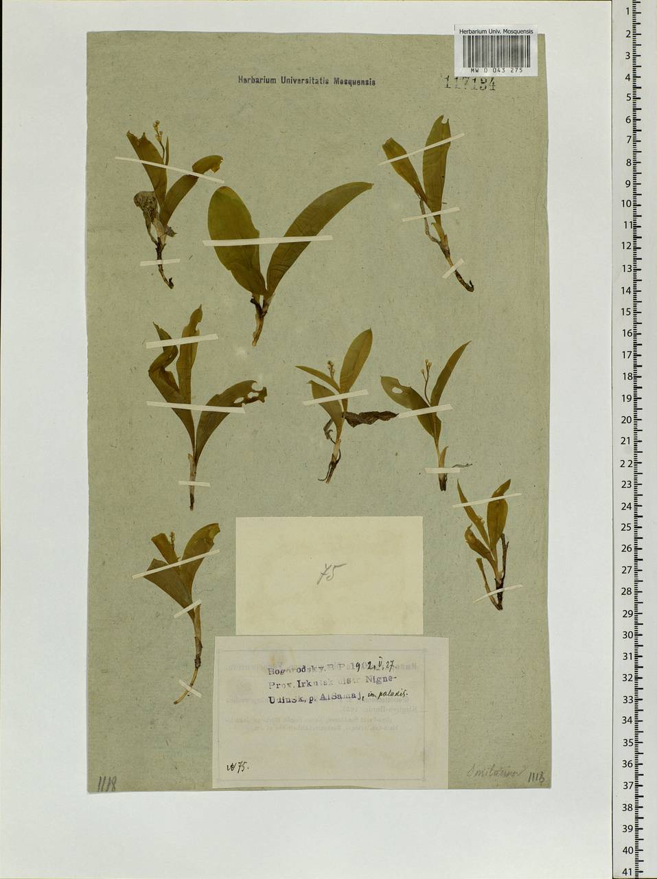 Maianthemum trifolium (L.) Sloboda, Siberia, Baikal & Transbaikal region (S4) (Russia)