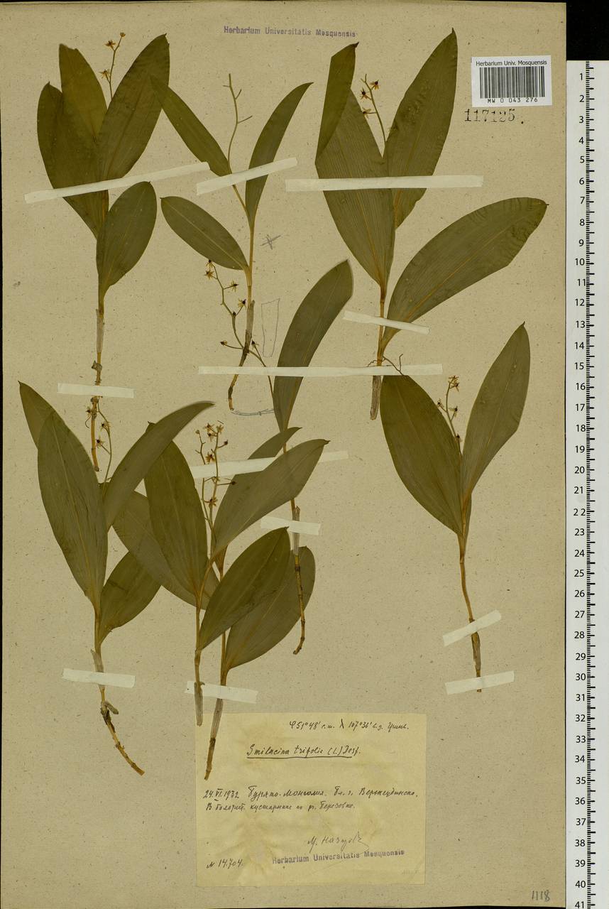 Maianthemum trifolium (L.) Sloboda, Siberia, Baikal & Transbaikal region (S4) (Russia)