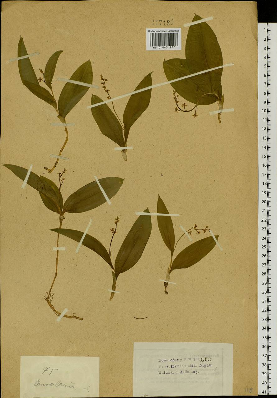 Maianthemum trifolium (L.) Sloboda, Siberia, Baikal & Transbaikal region (S4) (Russia)