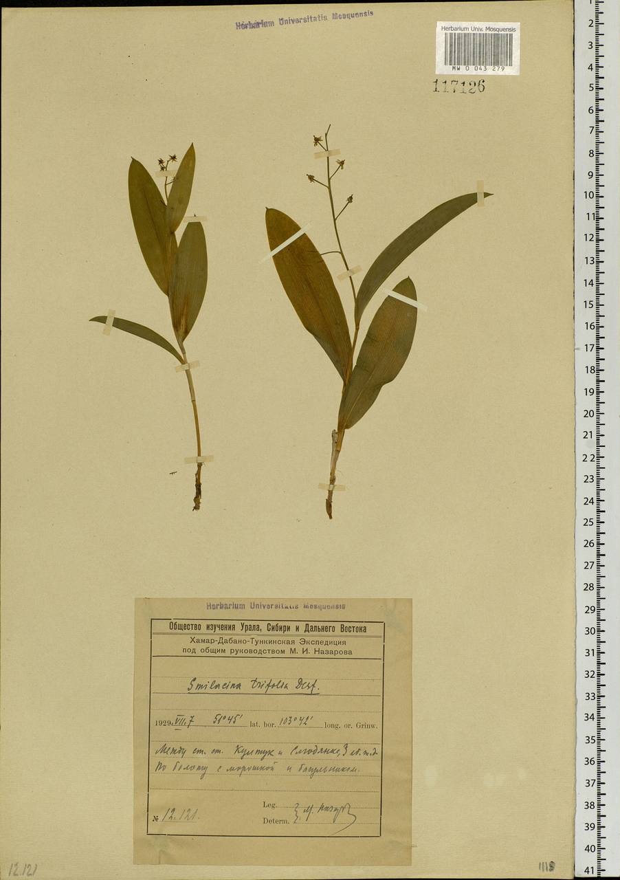 Maianthemum trifolium (L.) Sloboda, Siberia, Baikal & Transbaikal region (S4) (Russia)