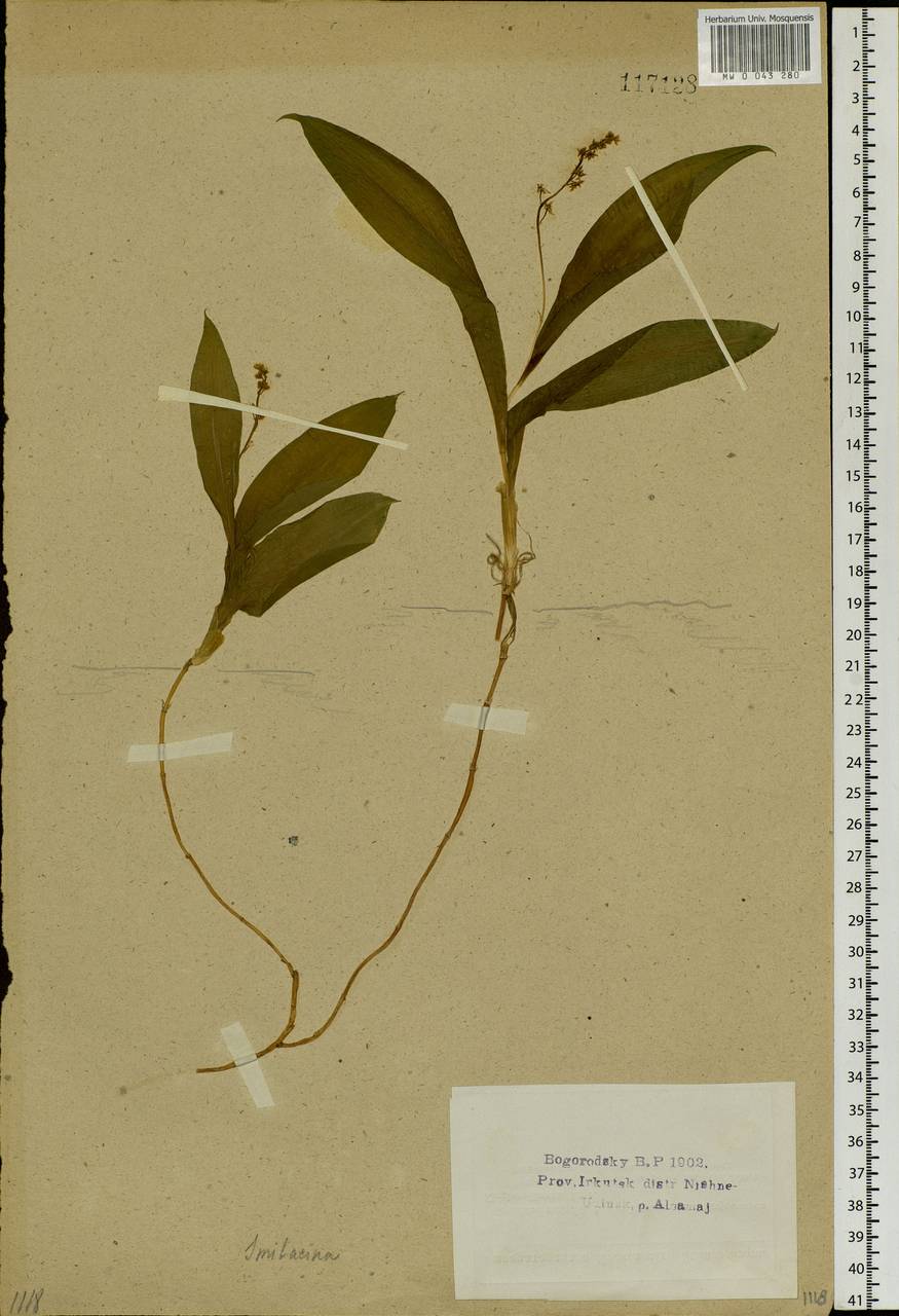 Maianthemum trifolium (L.) Sloboda, Siberia, Baikal & Transbaikal region (S4) (Russia)