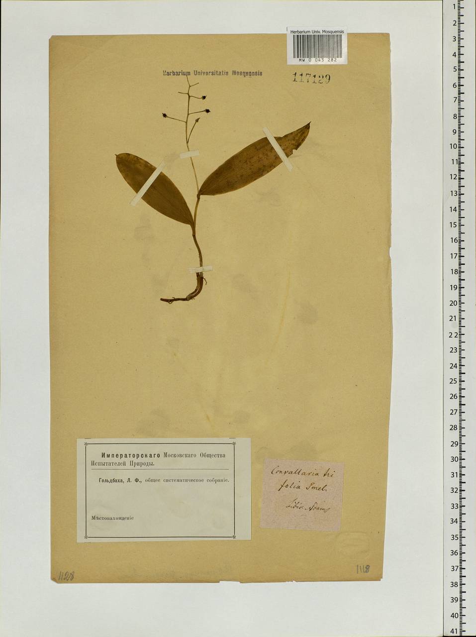 Maianthemum trifolium (L.) Sloboda, Siberia (no precise locality) (S0) (Russia)
