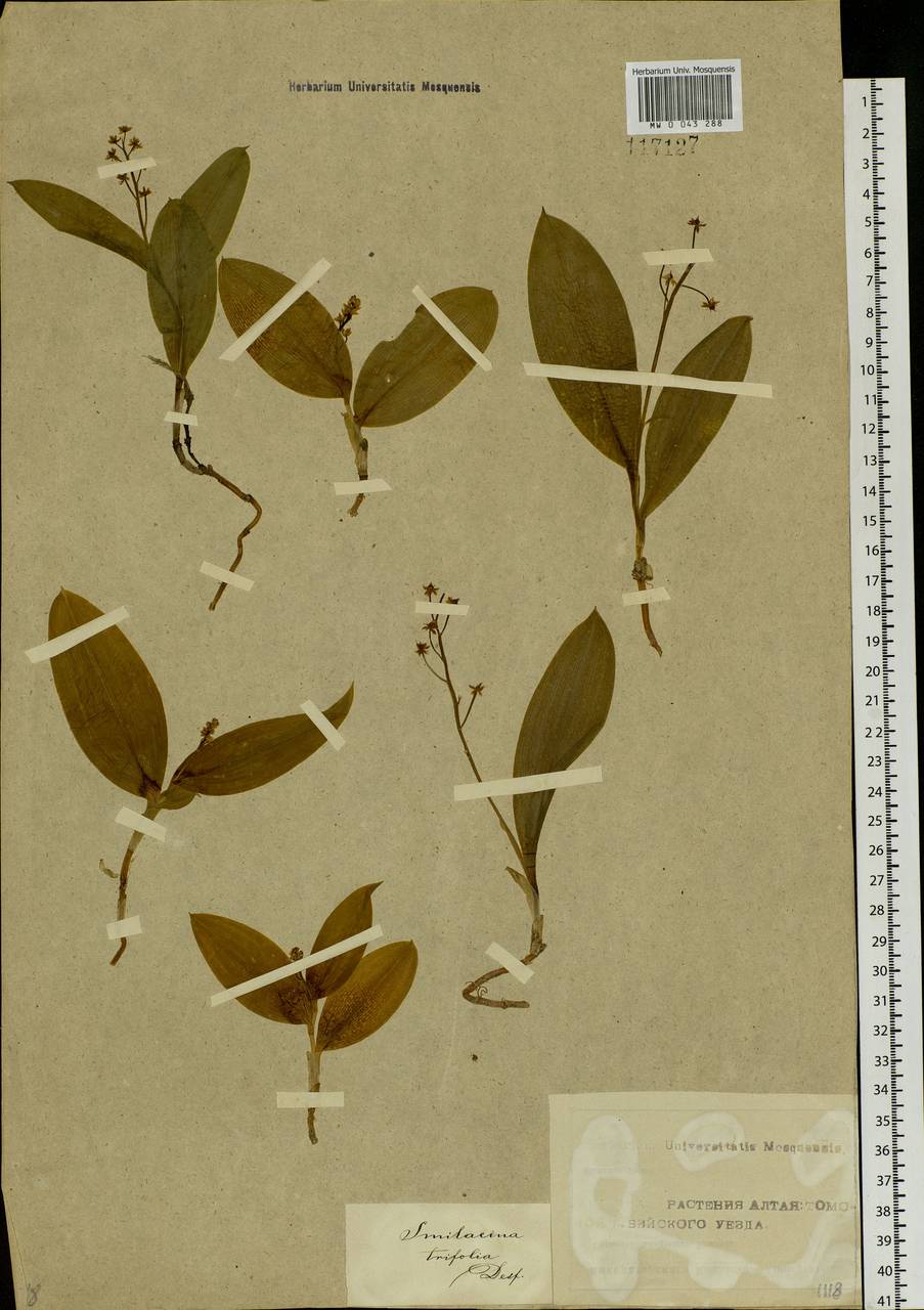 Maianthemum trifolium (L.) Sloboda, Siberia, Altai & Sayany Mountains (S2) (Russia)