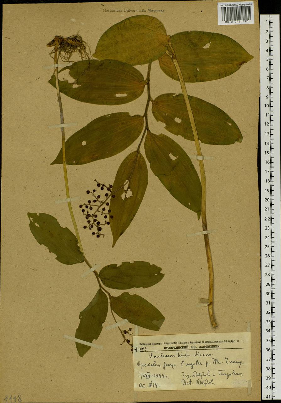 Maianthemum japonicum (A.Gray) LaFrankie, Siberia, Russian Far East (S6) (Russia)