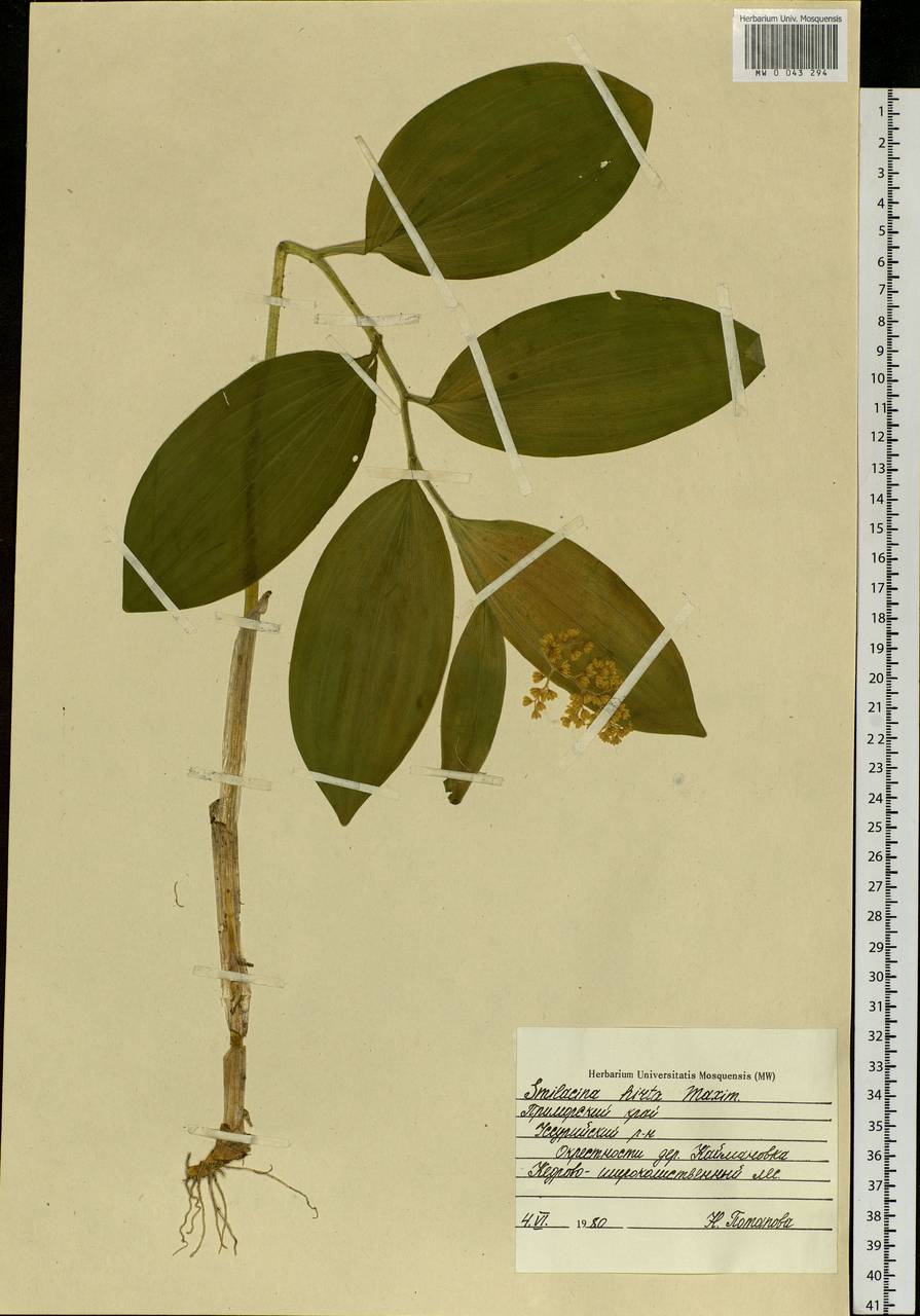 Maianthemum japonicum (A.Gray) LaFrankie, Siberia, Russian Far East (S6) (Russia)