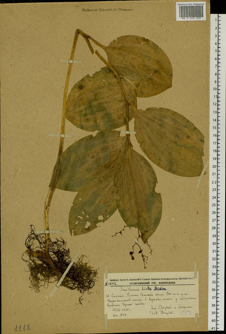 Maianthemum japonicum (A.Gray) LaFrankie, Siberia, Russian Far East (S6) (Russia)