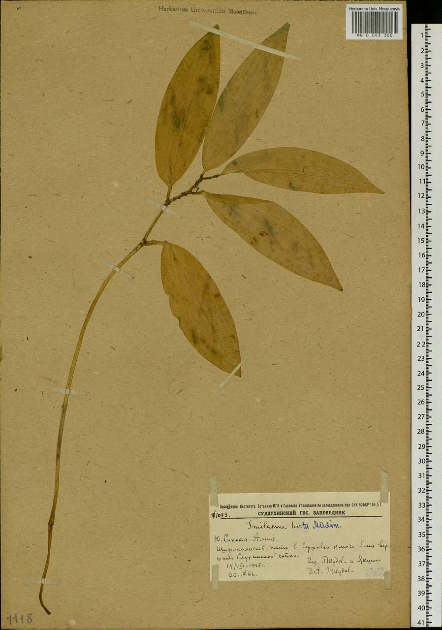 Maianthemum japonicum (A.Gray) LaFrankie, Siberia, Russian Far East (S6) (Russia)