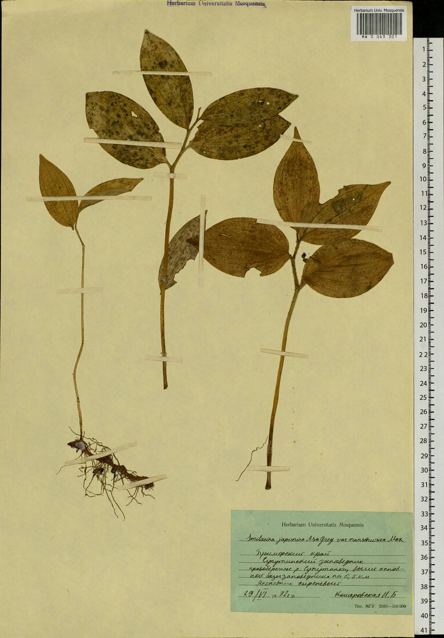 Maianthemum japonicum (A.Gray) LaFrankie, Siberia, Russian Far East (S6) (Russia)