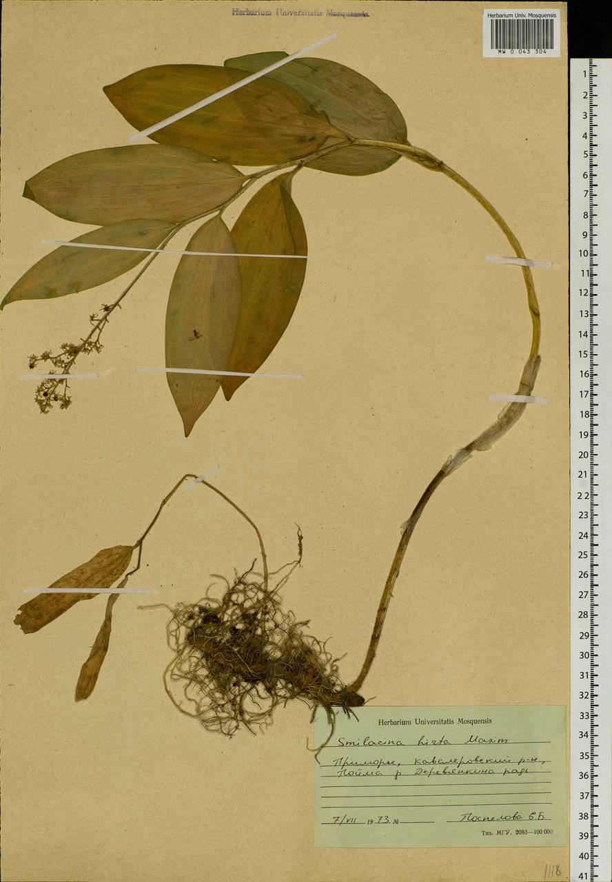 Maianthemum japonicum (A.Gray) LaFrankie, Siberia, Russian Far East (S6) (Russia)