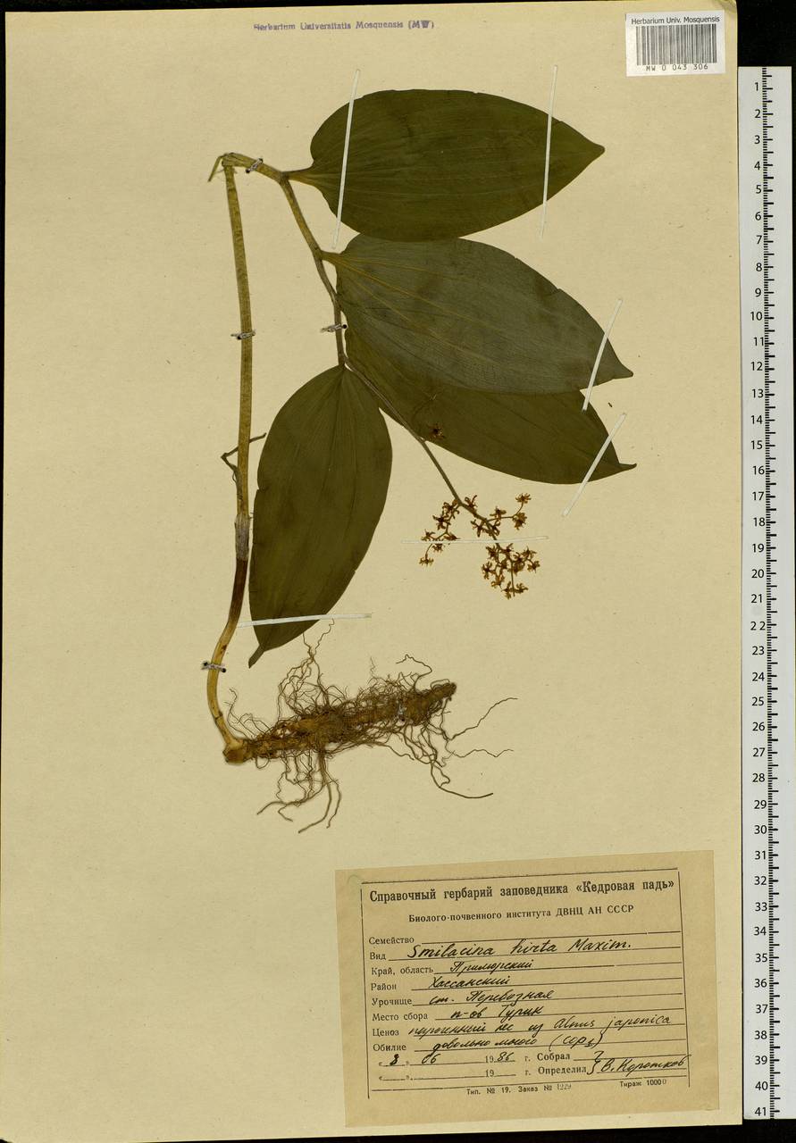 Maianthemum japonicum (A.Gray) LaFrankie, Siberia, Russian Far East (S6) (Russia)