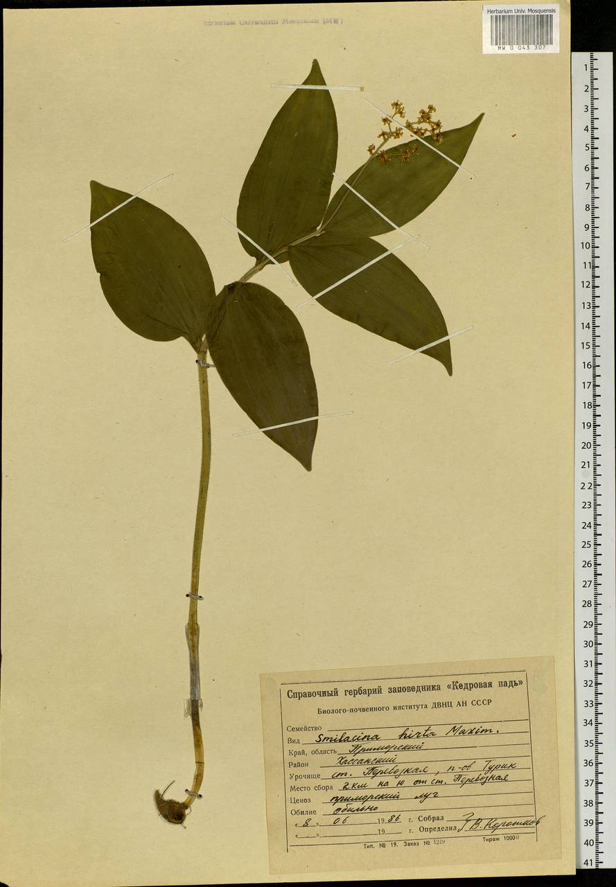 Maianthemum japonicum (A.Gray) LaFrankie, Siberia, Russian Far East (S6) (Russia)