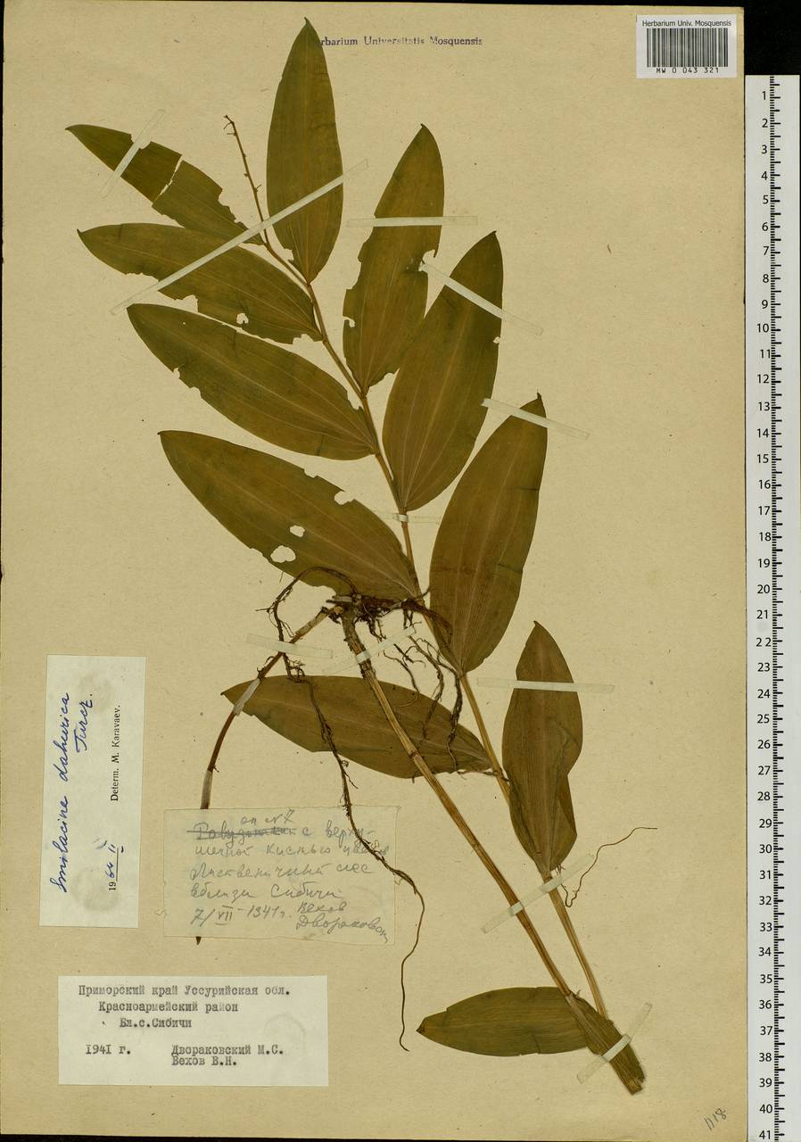 Maianthemum dahuricum (Turcz. ex Fisch. & C.A.Mey.) LaFrankie, Siberia, Russian Far East (S6) (Russia)