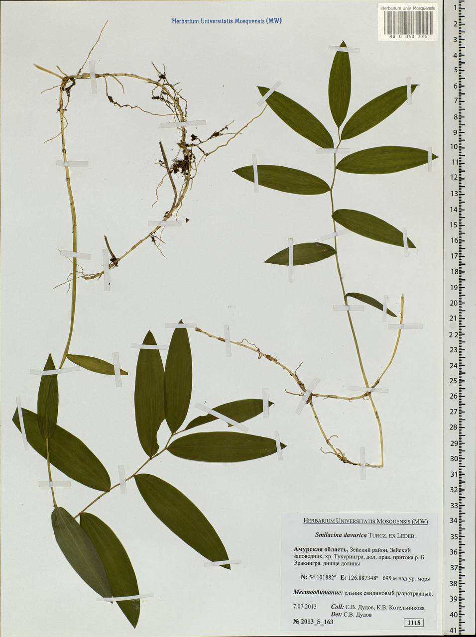 Maianthemum dahuricum (Turcz. ex Fisch. & C.A.Mey.) LaFrankie, Siberia, Russian Far East (S6) (Russia)