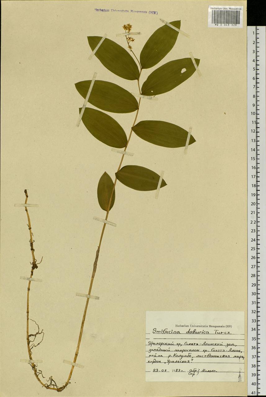 Maianthemum dahuricum (Turcz. ex Fisch. & C.A.Mey.) LaFrankie, Siberia, Russian Far East (S6) (Russia)