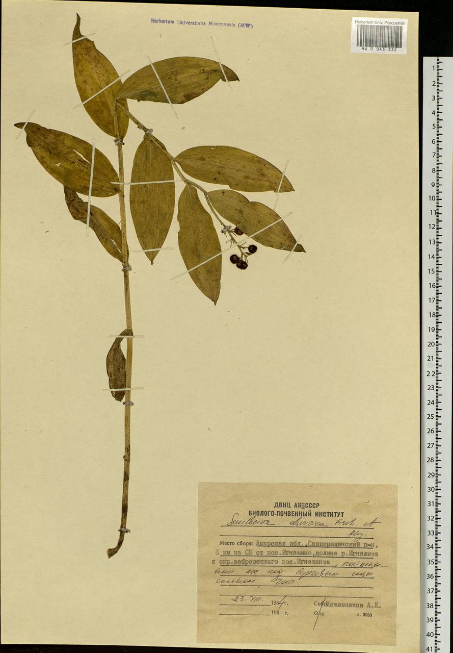 Maianthemum dahuricum (Turcz. ex Fisch. & C.A.Mey.) LaFrankie, Siberia, Russian Far East (S6) (Russia)