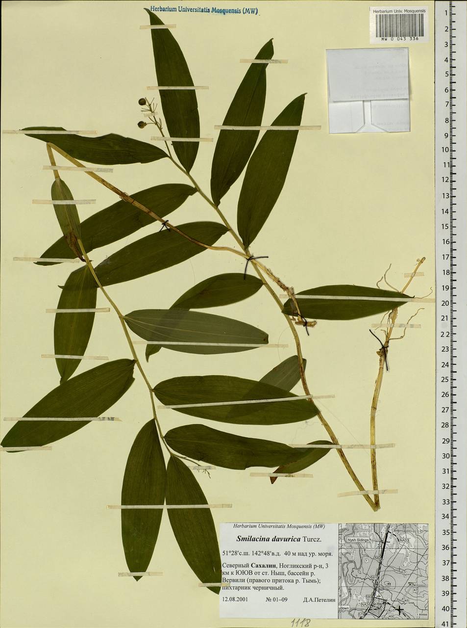 Maianthemum dahuricum (Turcz. ex Fisch. & C.A.Mey.) LaFrankie, Siberia, Russian Far East (S6) (Russia)