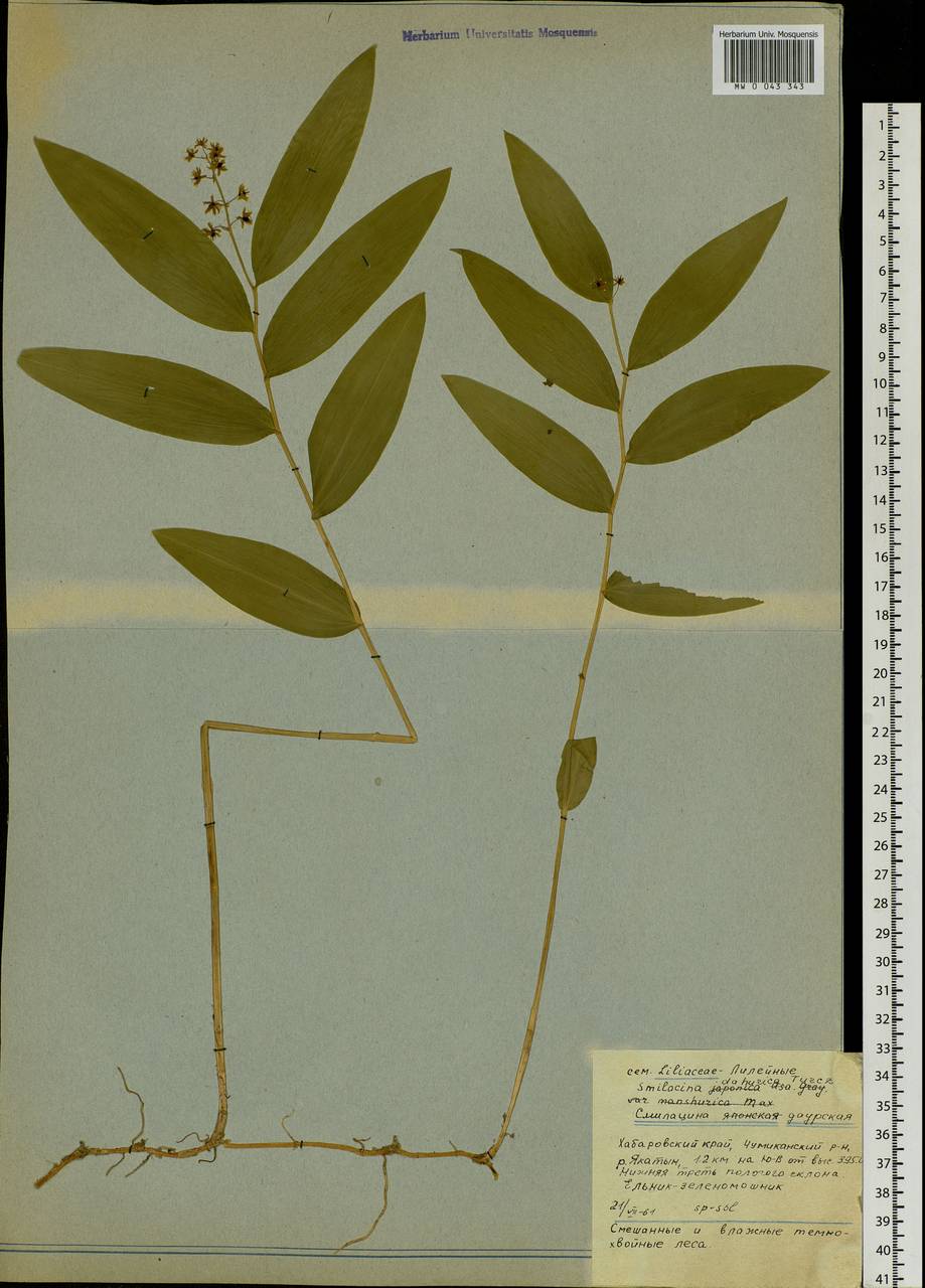 Maianthemum dahuricum (Turcz. ex Fisch. & C.A.Mey.) LaFrankie, Siberia, Russian Far East (S6) (Russia)