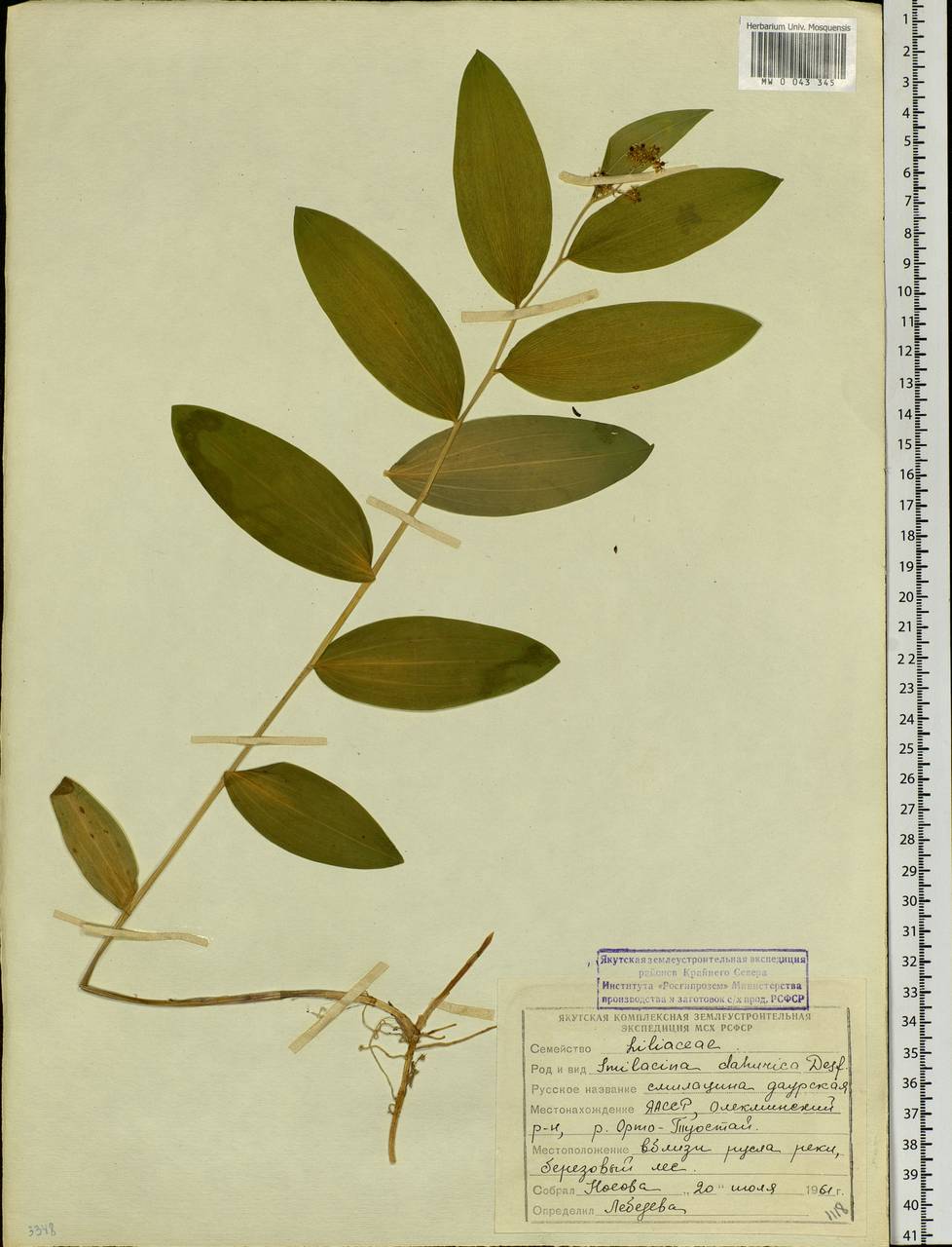Maianthemum dahuricum (Turcz. ex Fisch. & C.A.Mey.) LaFrankie, Siberia, Yakutia (S5) (Russia)