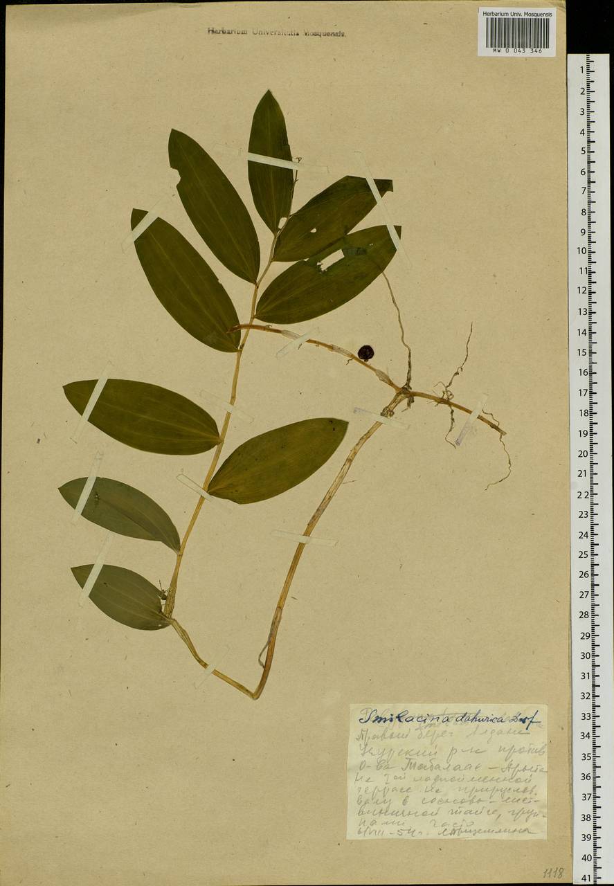 Maianthemum dahuricum (Turcz. ex Fisch. & C.A.Mey.) LaFrankie, Siberia, Yakutia (S5) (Russia)