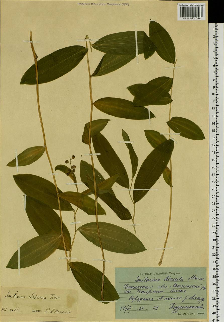 Maianthemum dahuricum (Turcz. ex Fisch. & C.A.Mey.) LaFrankie, Siberia, Baikal & Transbaikal region (S4) (Russia)