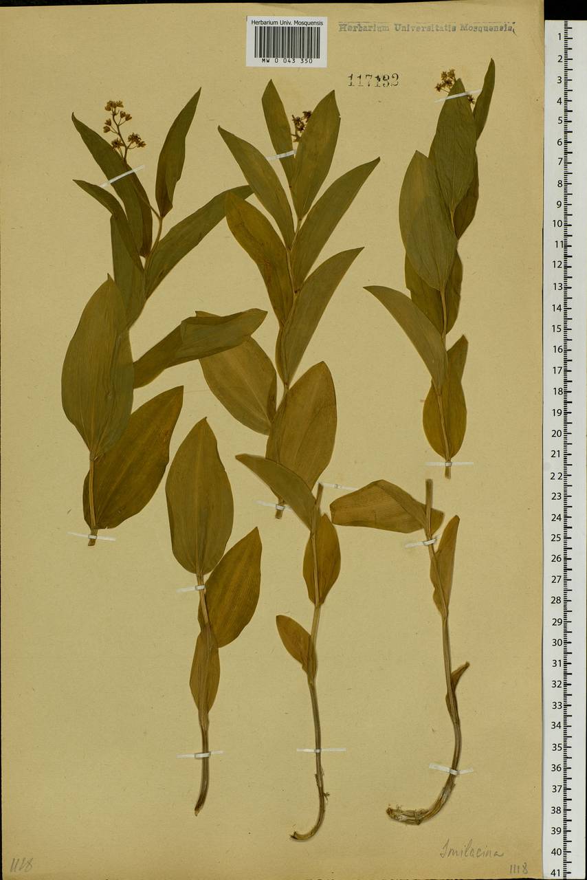 Maianthemum dahuricum (Turcz. ex Fisch. & C.A.Mey.) LaFrankie, Siberia, Baikal & Transbaikal region (S4) (Russia)