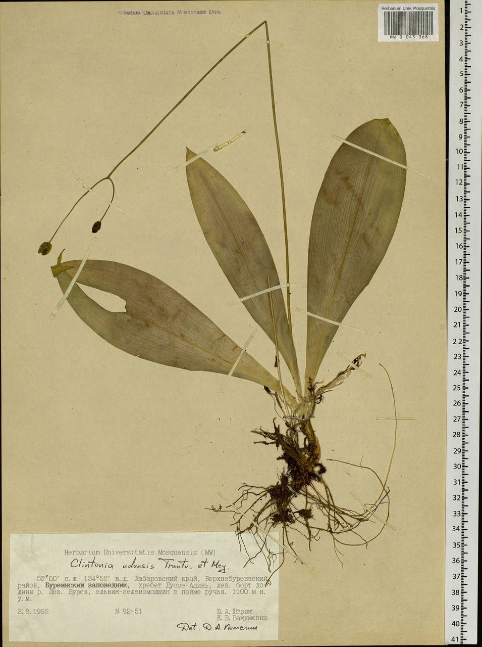 Clintonia udensis Trautv. & C.A.Mey., Siberia, Russian Far East (S6) (Russia)