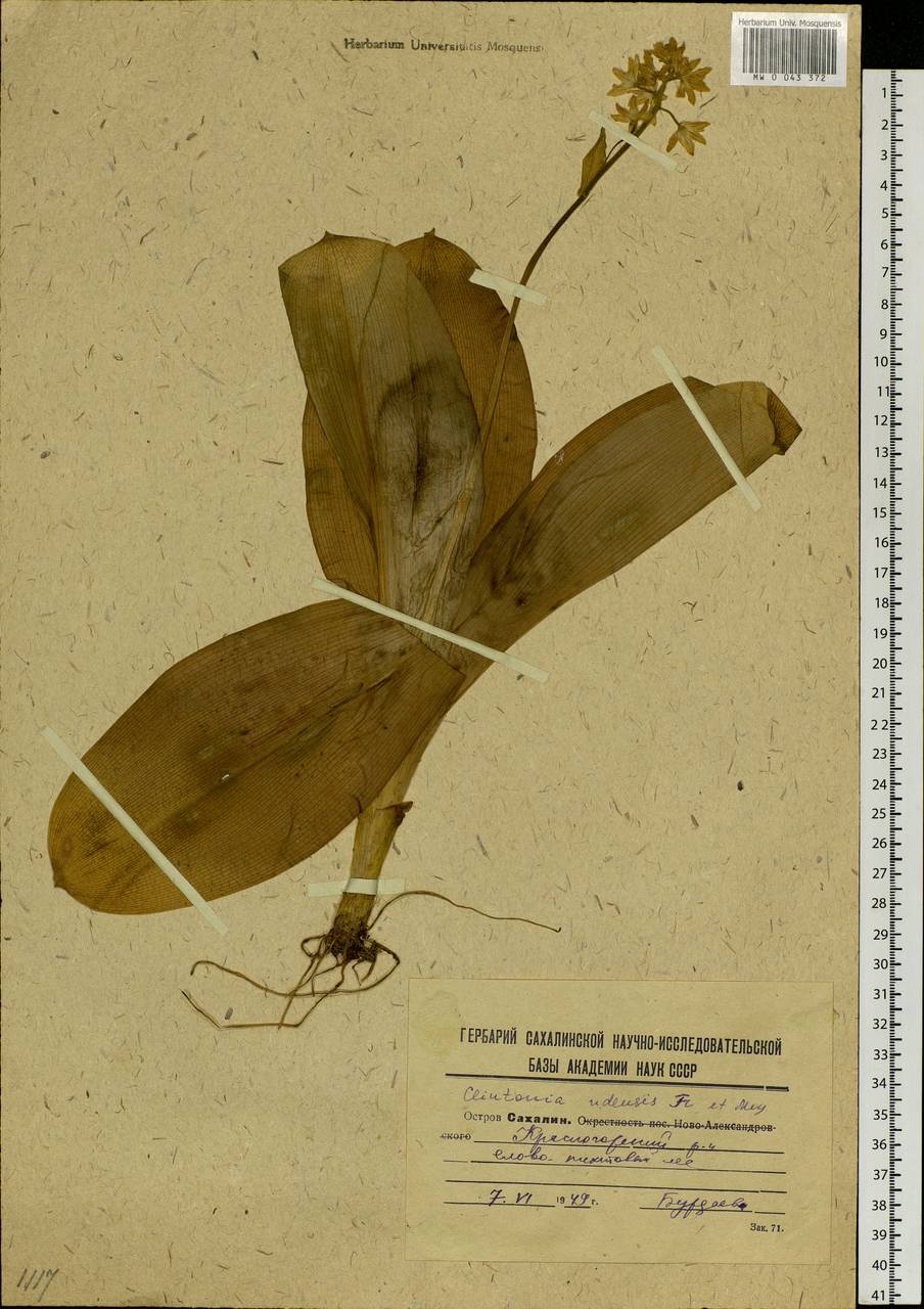 Clintonia udensis Trautv. & C.A.Mey., Siberia, Russian Far East (S6) (Russia)